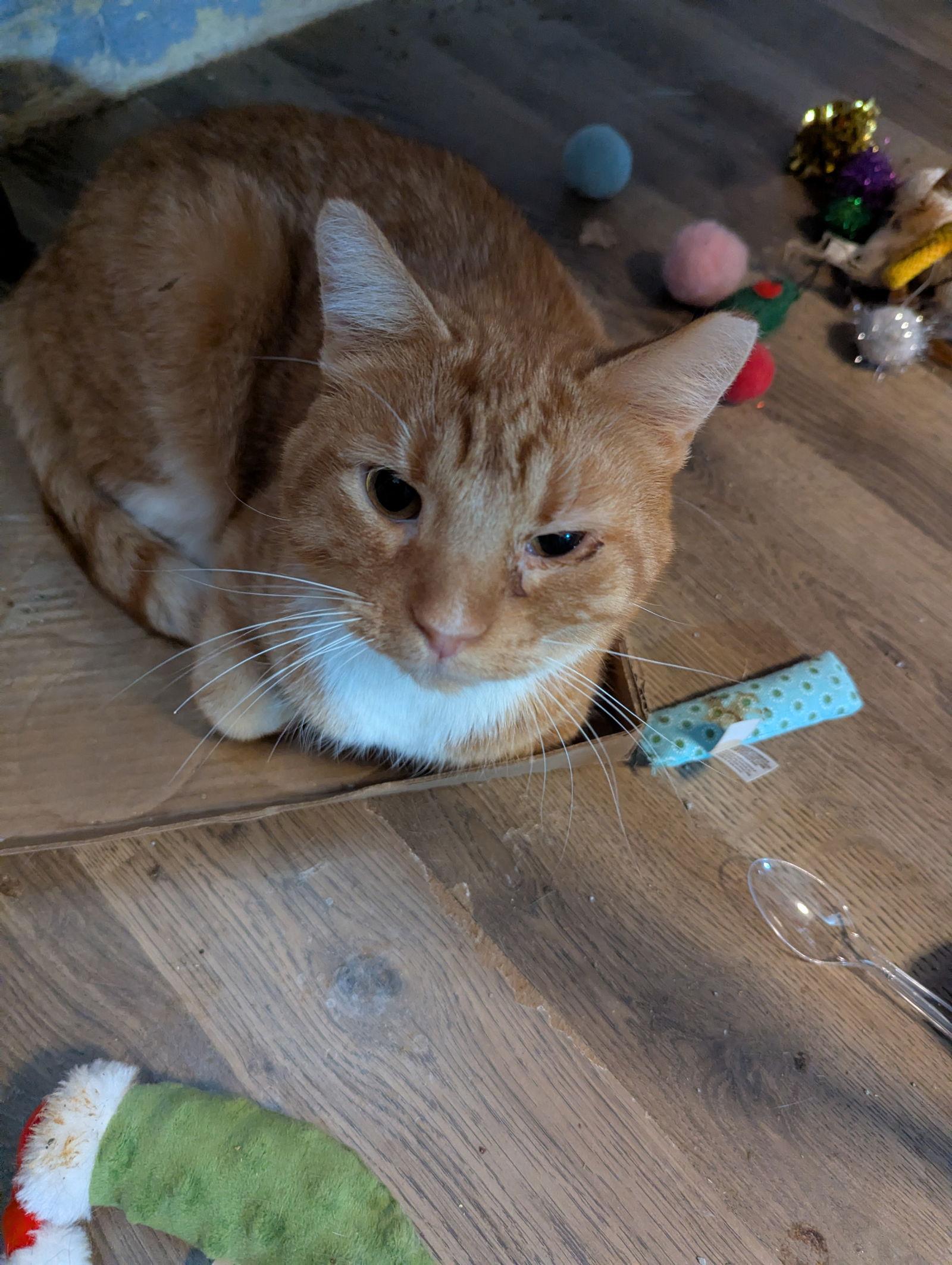 Enlarge Clayton, an adopted Domestic Short Hair in Waterloo, IA image 1/1