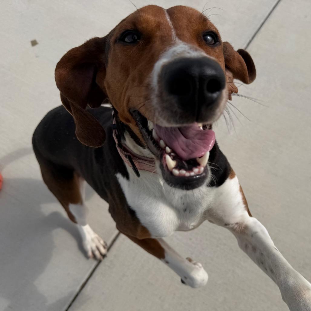 Dee Dee, Adoptable, Adult Female Treeing Walker Coonhound.