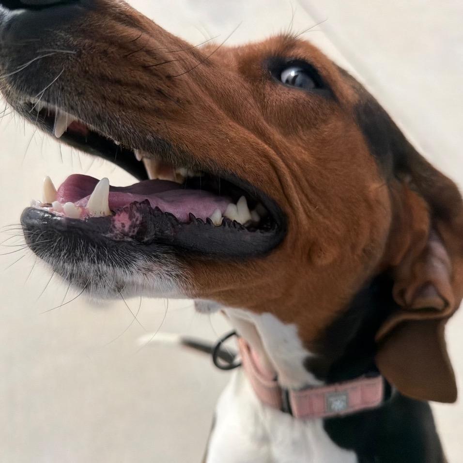 Enlarge Dee Dee, a Adoptable Treeing Walker Coonhound in Harrisonburg, VA image 2/6