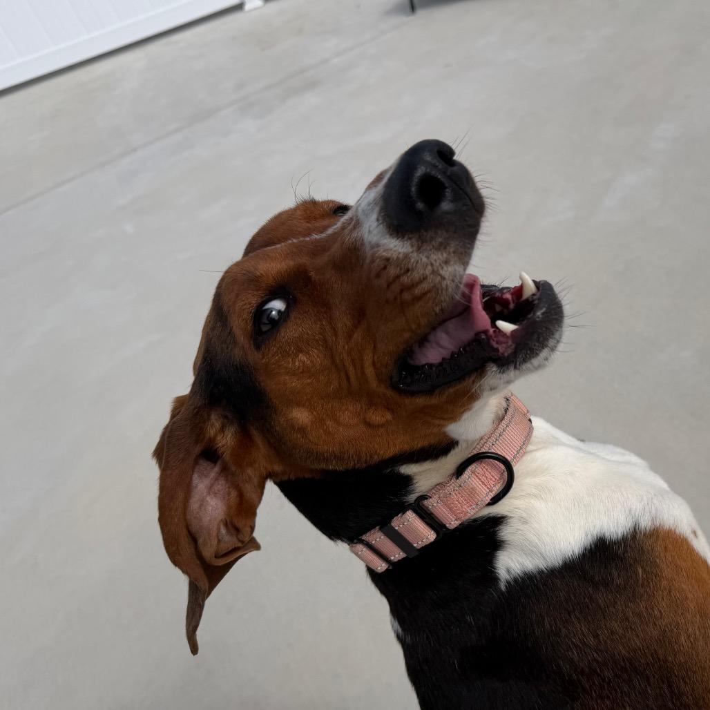 Enlarge Dee Dee, a Adoptable Treeing Walker Coonhound in Harrisonburg, VA image 3/6