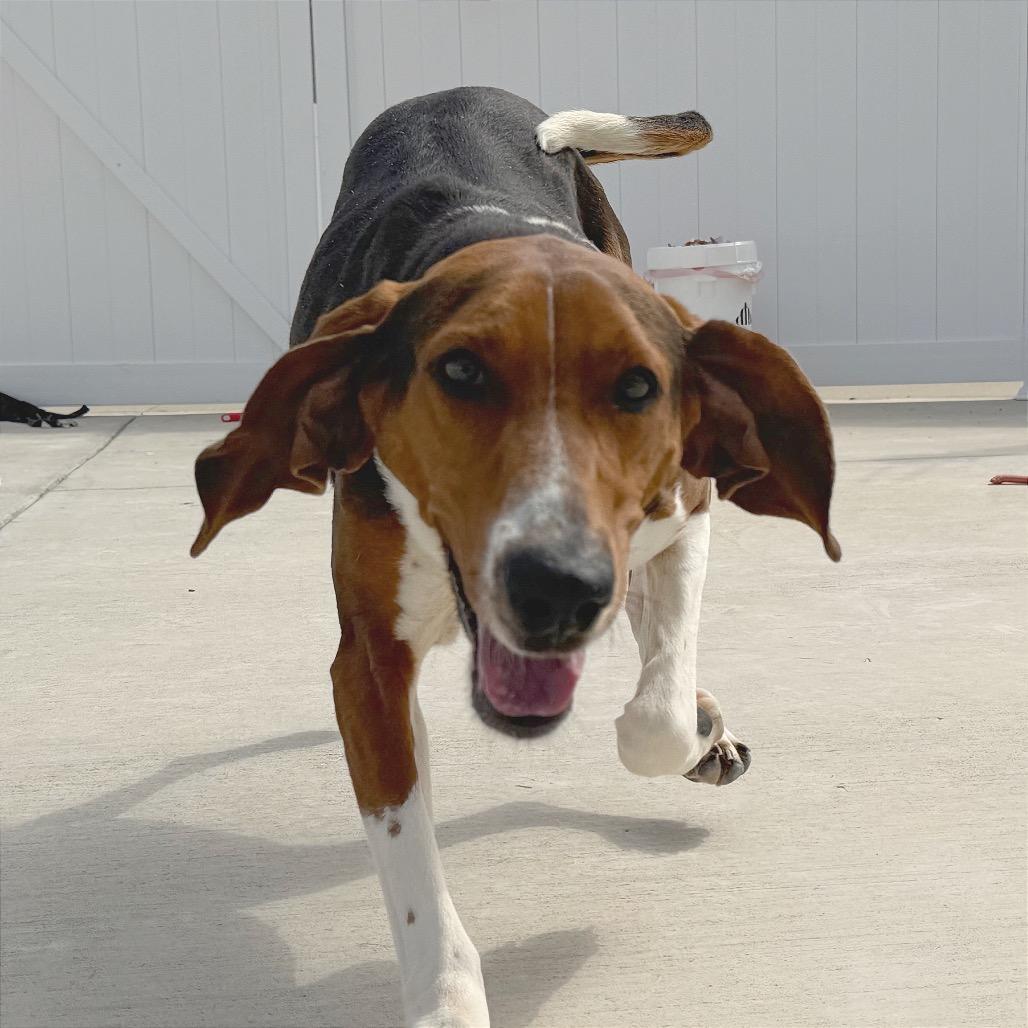 Enlarge Dee Dee, a Adoptable Treeing Walker Coonhound in Harrisonburg, VA image 4/6
