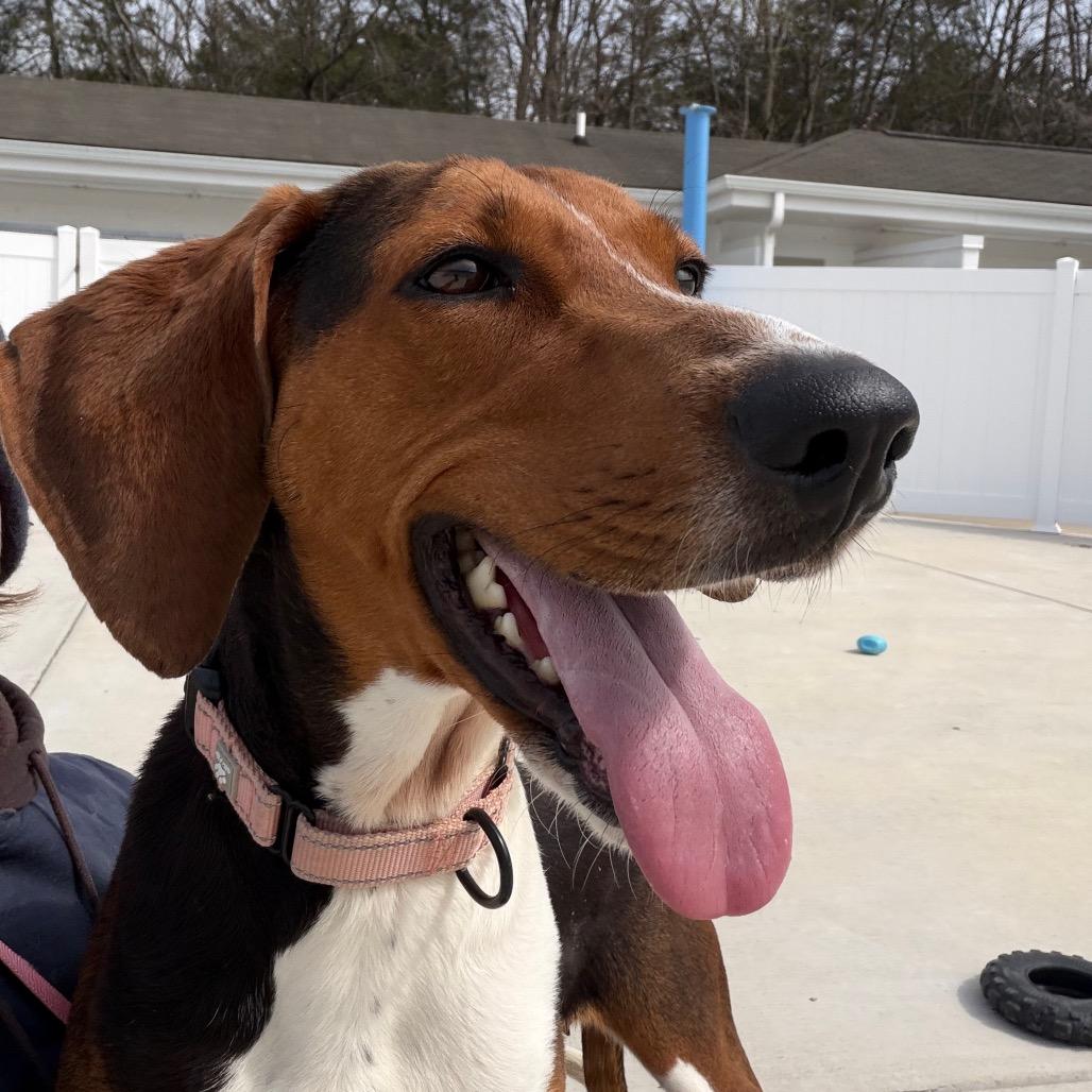 Enlarge Dee Dee, a Adoptable Treeing Walker Coonhound in Harrisonburg, VA image 5/6