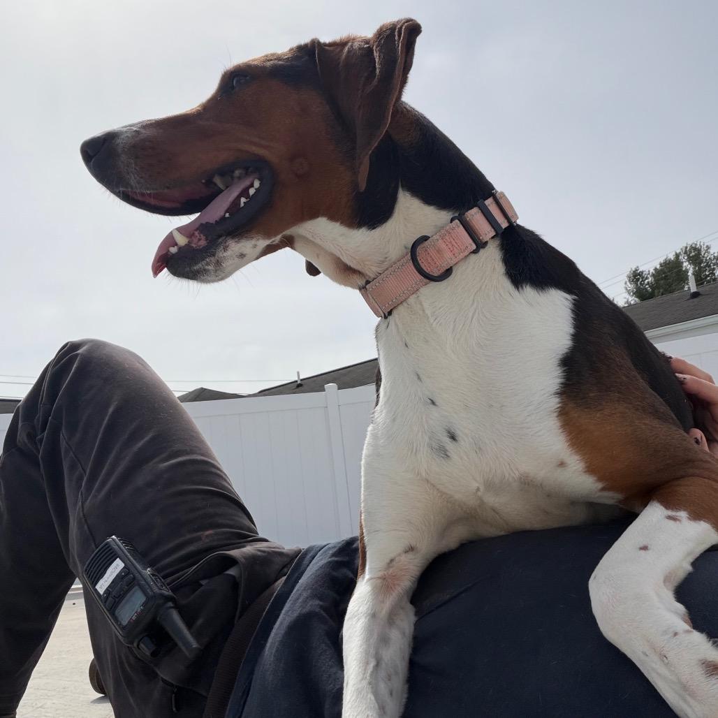Enlarge Dee Dee, a Adoptable Treeing Walker Coonhound in Harrisonburg, VA image 6/6