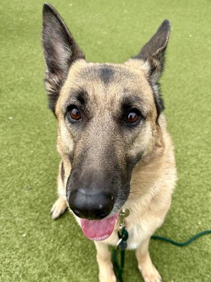 Enlarge Tiddlywinks (FOSTER TO ADOPT), a Adoptable mixed breed in Wichita, KS image 2/3