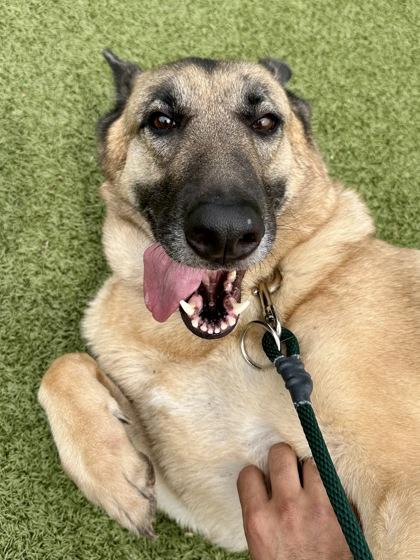 Enlarge Tiddlywinks (FOSTER TO ADOPT), a Adoptable mixed breed in Wichita, KS image 3/3