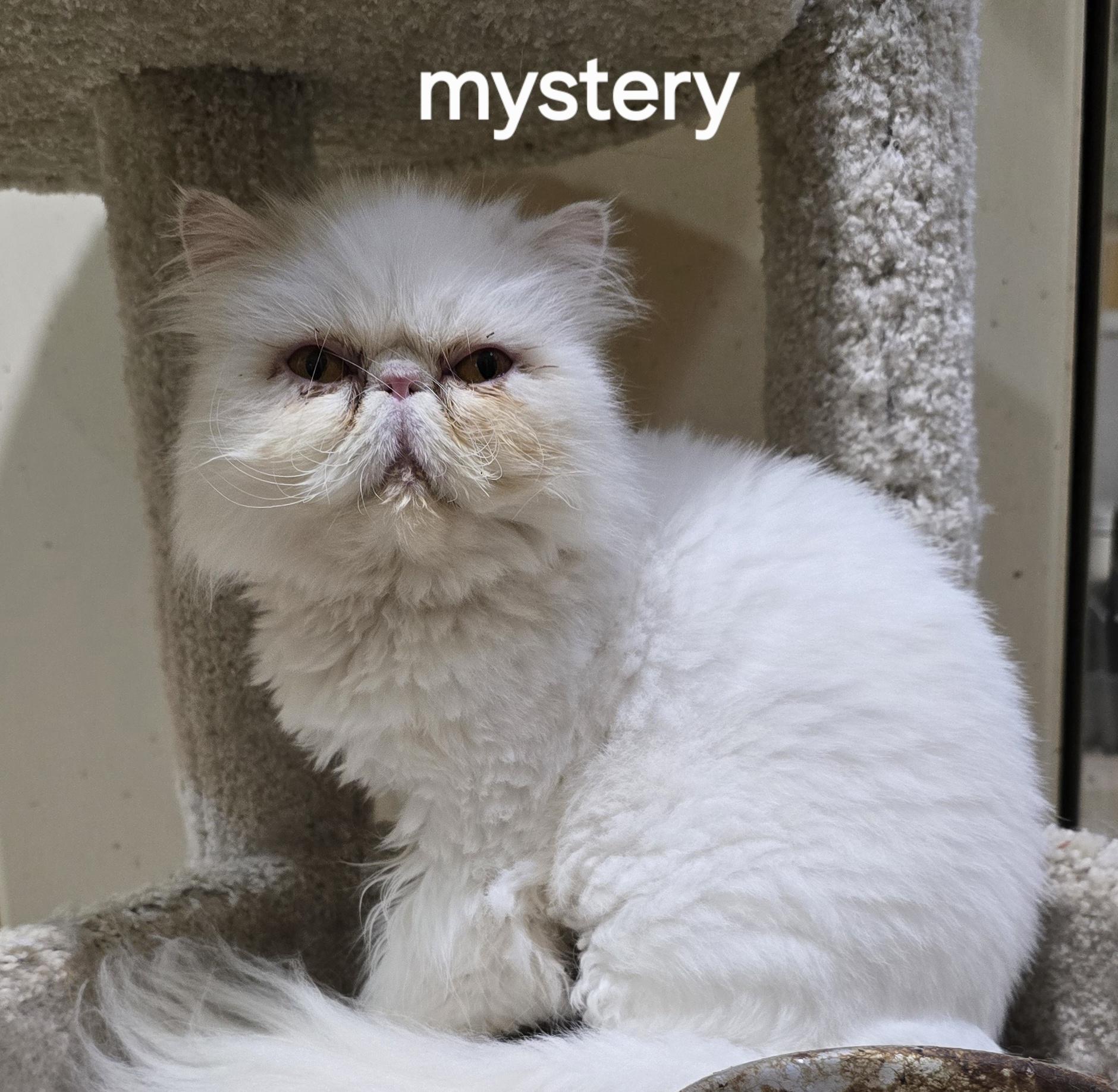 Enlarge MYSTERY, a ADOPTABLE Persian in Indianapolis, IN image 3/5