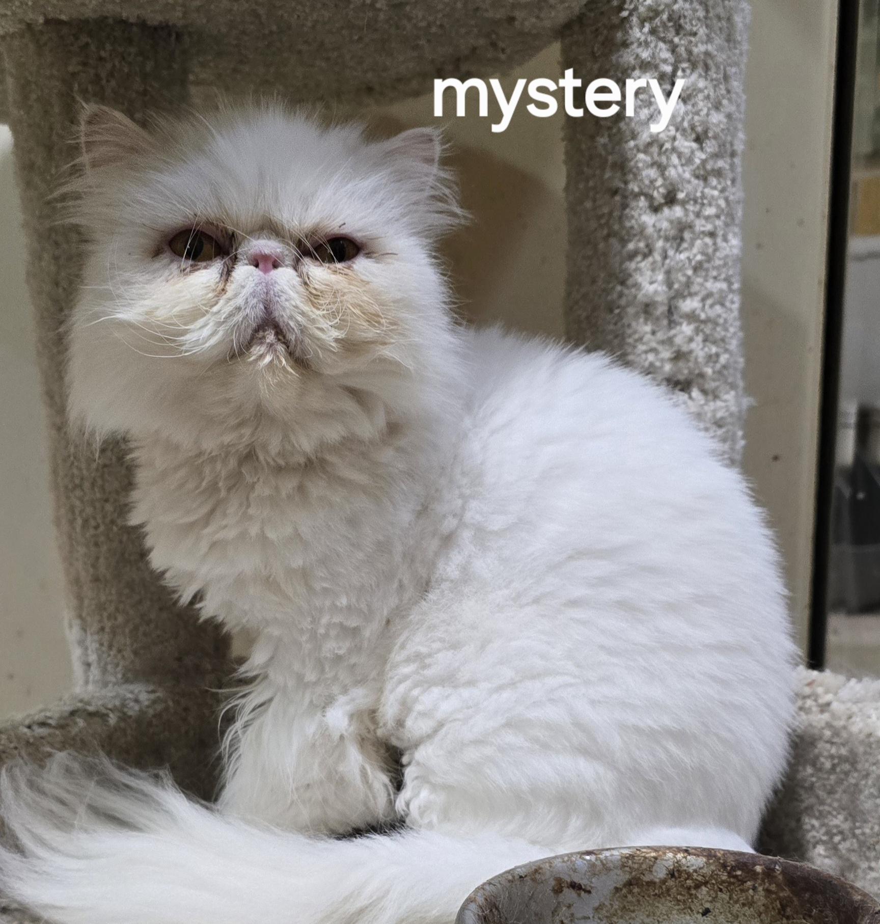 Enlarge MYSTERY, a ADOPTABLE Persian in Indianapolis, IN image 5/5