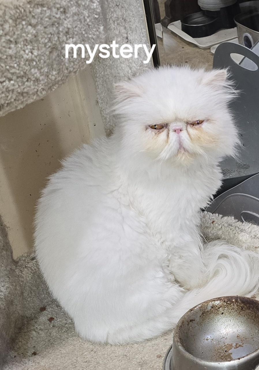 Enlarge MYSTERY, a ADOPTABLE Persian in Indianapolis, IN image 4/5