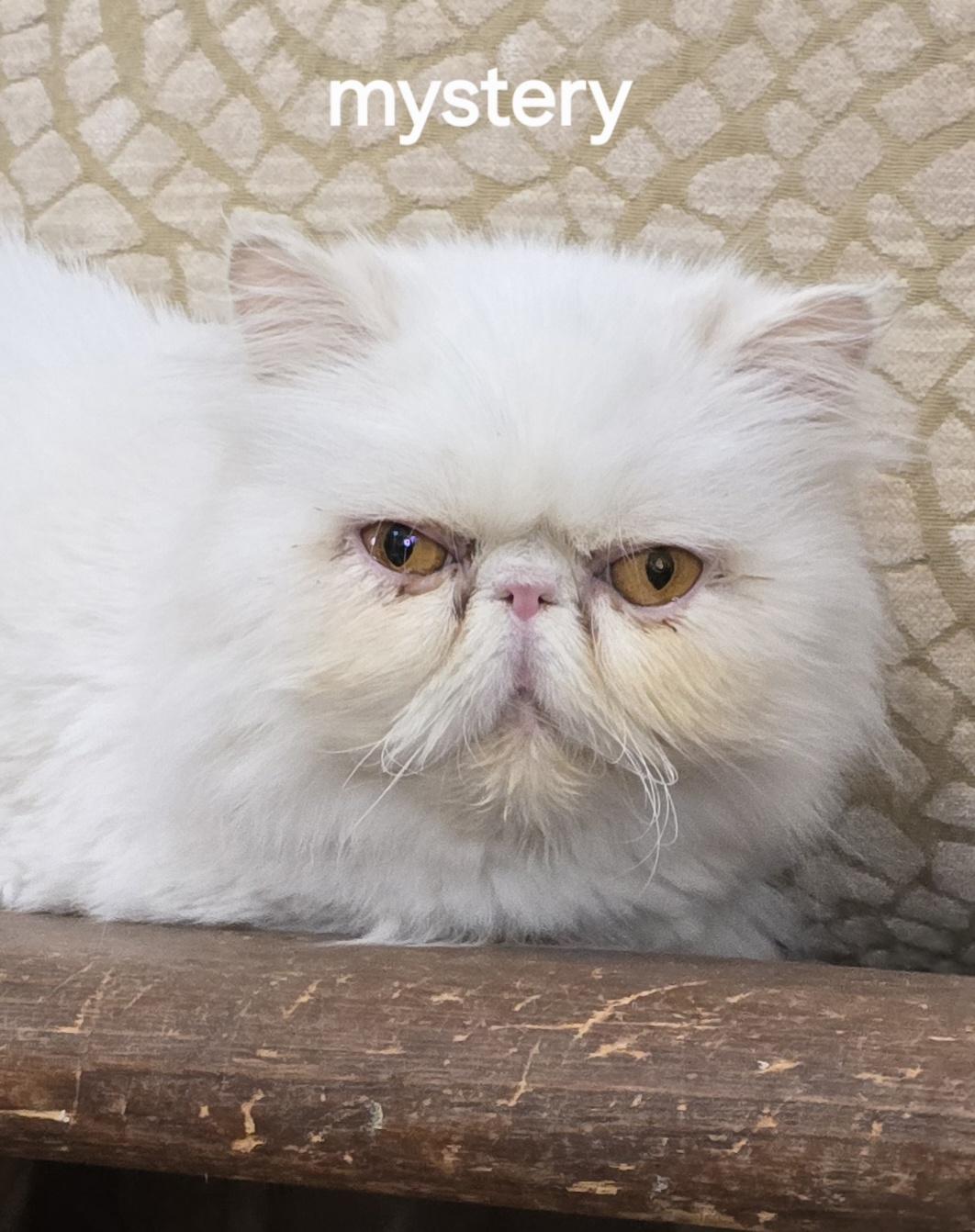 Enlarge MYSTERY, a ADOPTABLE Persian in Indianapolis, IN image 2/5