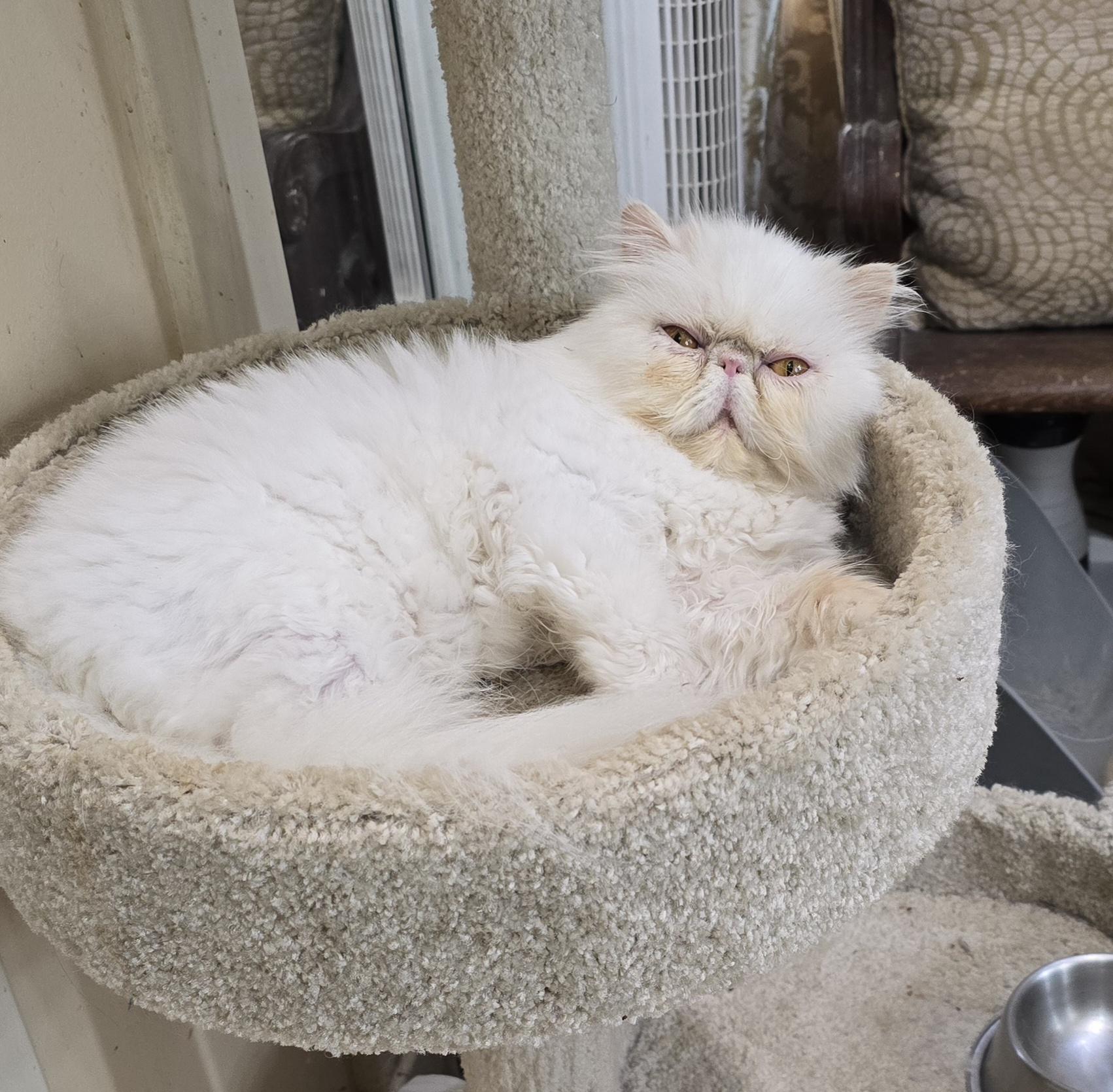 Enlarge MYSTERY, a ADOPTABLE Persian in Indianapolis, IN image 1/5