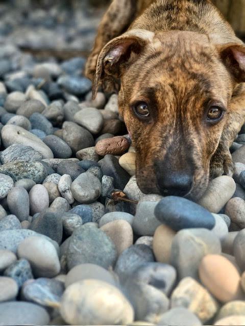 Enlarge Auggie, a Adopted mixed breed in Surrey, BC image 2/4