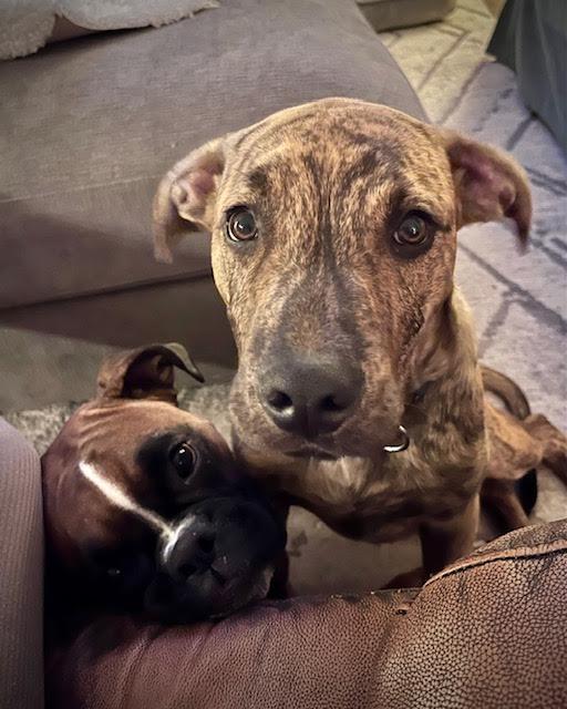 Enlarge Auggie, a Adopted mixed breed in Surrey, BC image 3/4