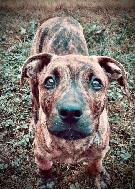 Enlarge Auggie, a Adopted mixed breed in Surrey, BC image 1/4