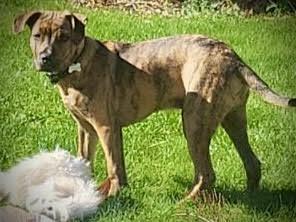 Enlarge Auggie, a Adopted mixed breed in Surrey, BC image 4/4