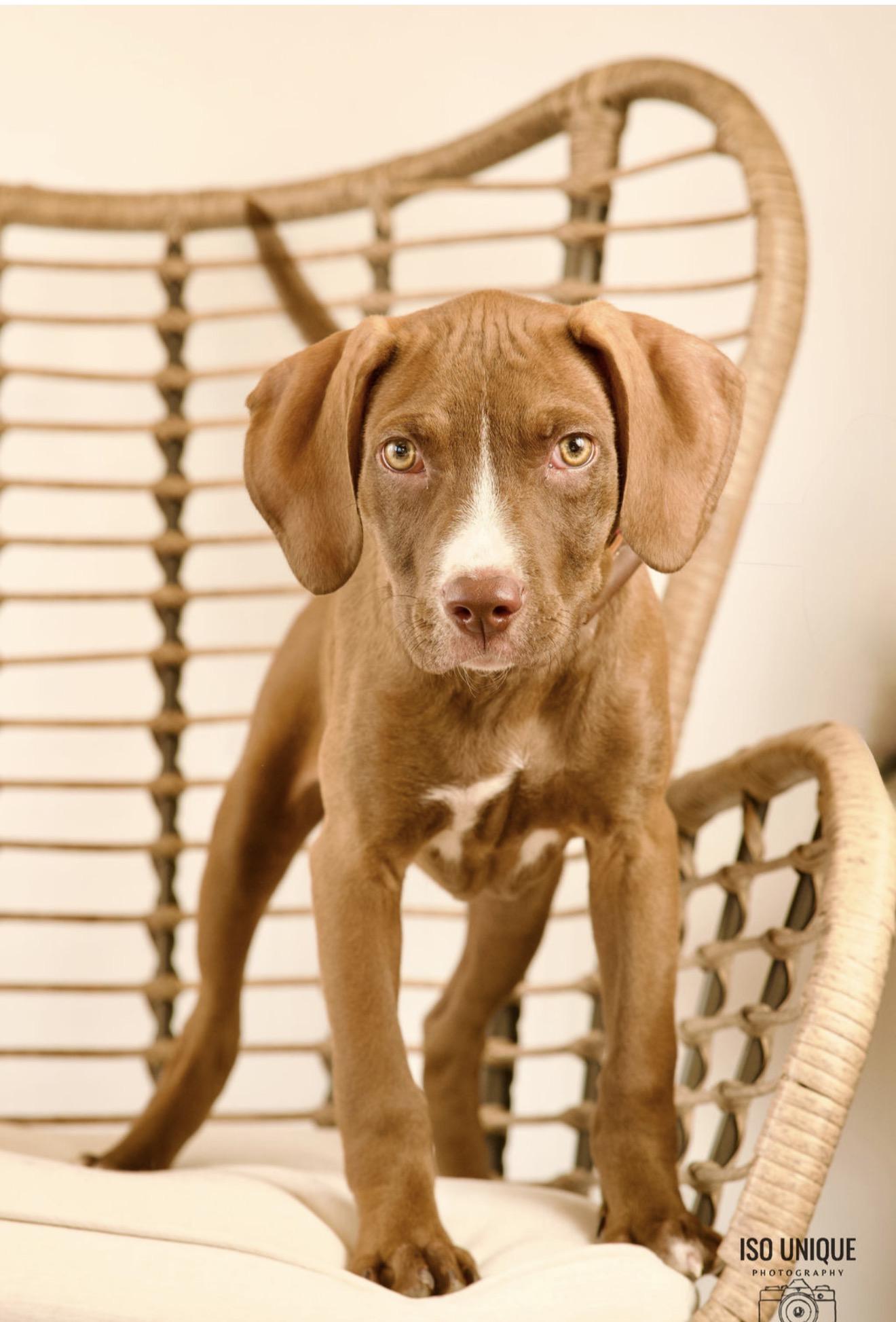 Horton, a Adoptable mixed breed in Green Bay, WI image 1/4