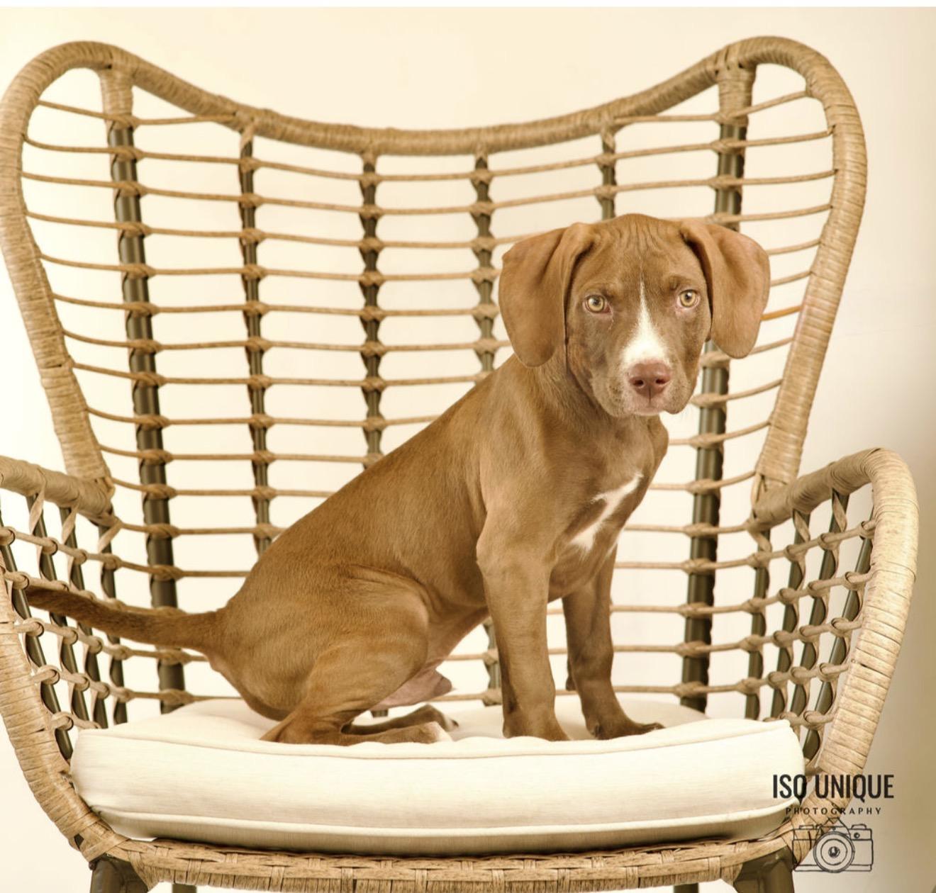 Horton, a Adoptable mixed breed in Green Bay, WI image 2/4