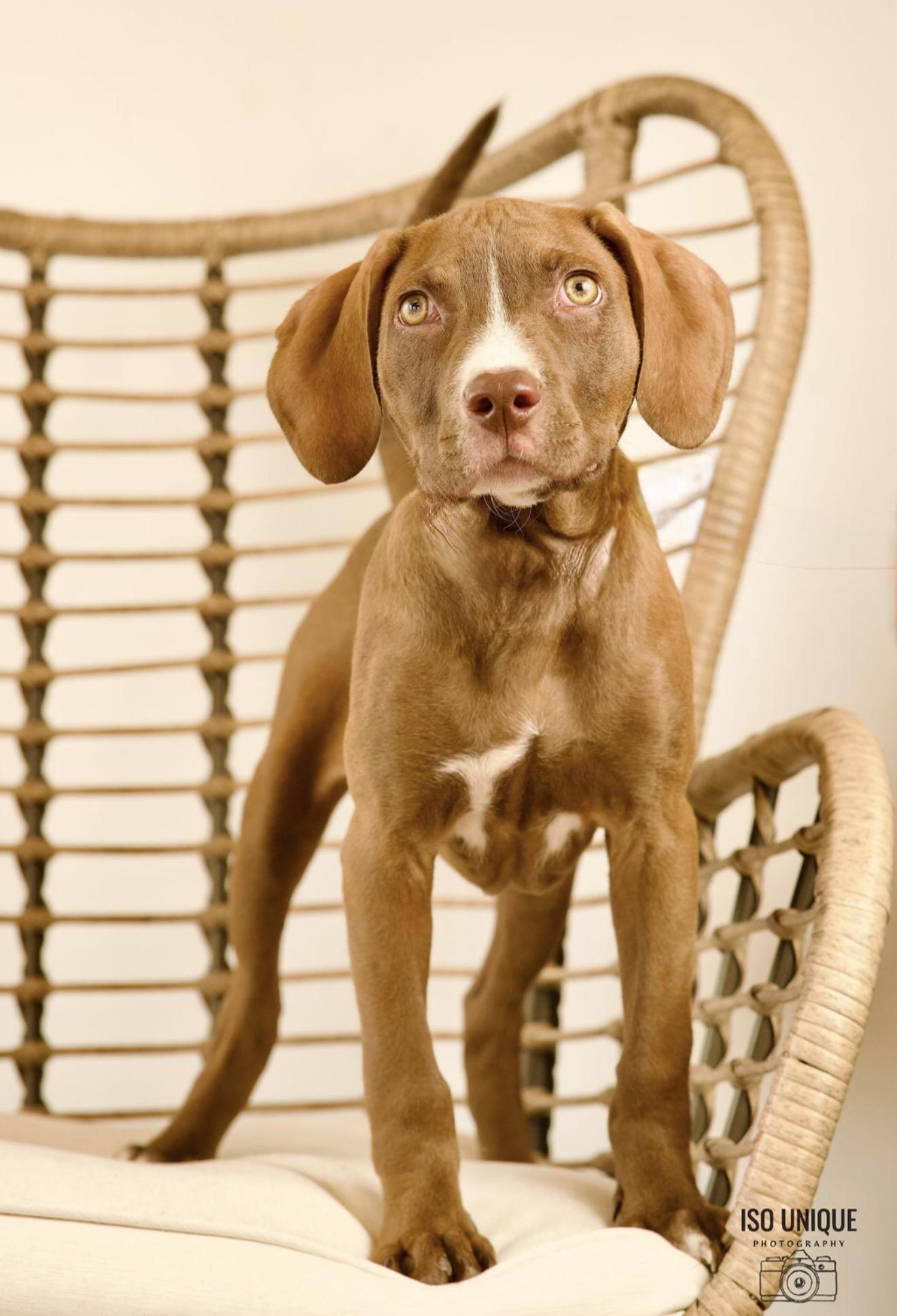 Horton, a Adoptable mixed breed in Green Bay, WI image 3/4