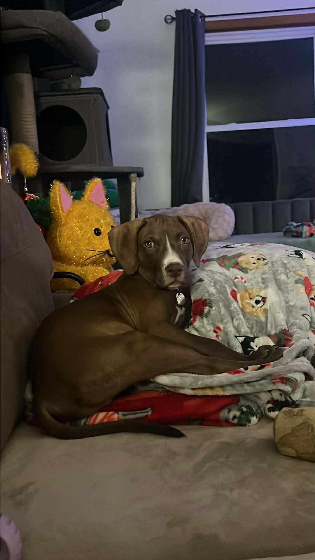 Horton, a Adoptable mixed breed in Green Bay, WI image 4/4