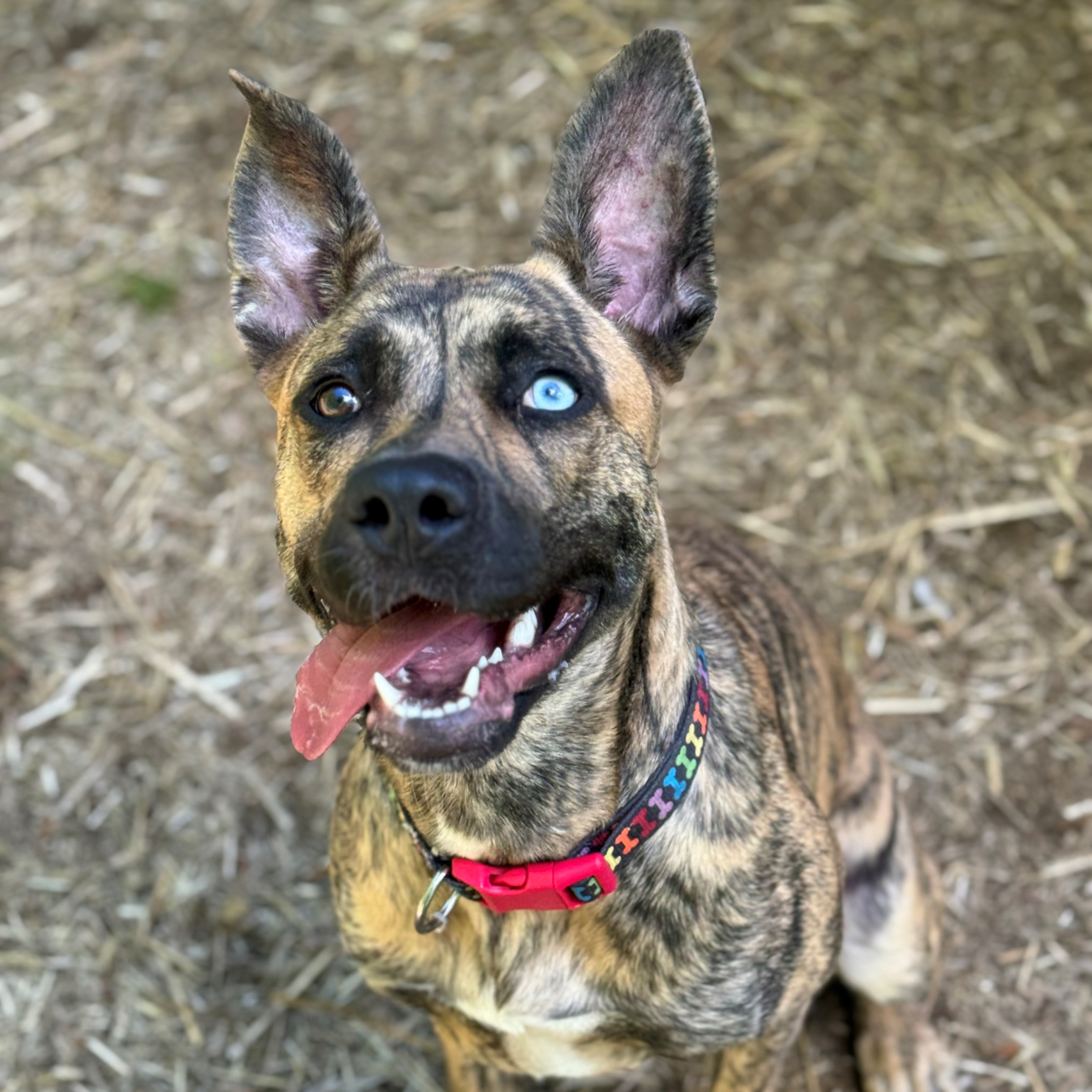 Xena, Adopted, Adult Female Dutch Shepherd.