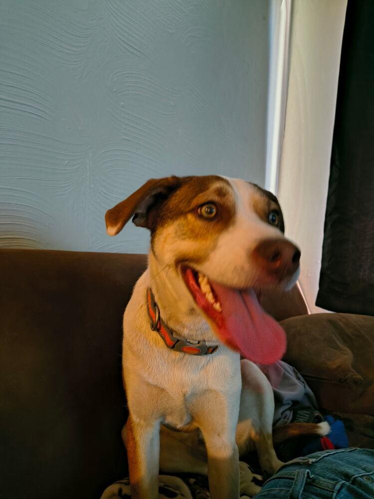 Johnny Tapia, Adoptable, Puppy Male Cattle Dog & Boxer.