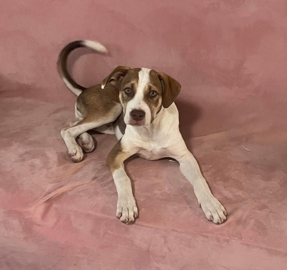 Johnny Tapia, a Adoptable mixed breed in Albuquerque, NM image 3/6