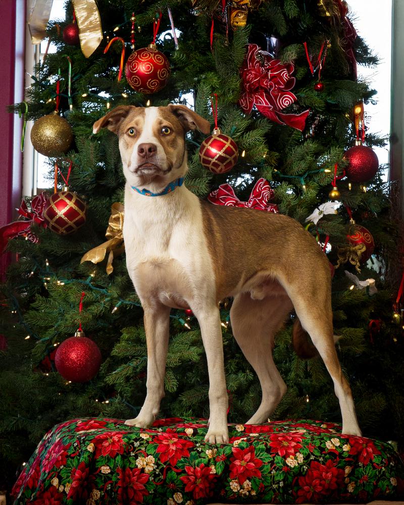 Johnny Tapia, a Adoptable mixed breed in Albuquerque, NM image 5/6