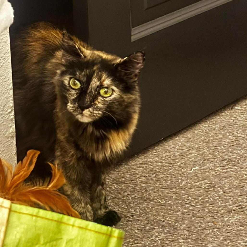 Jessica Rabbit FIV+, Adoptable, Adult Female Domestic Medium Hair.