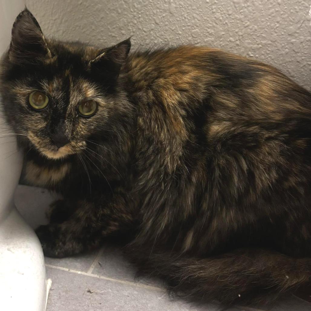 Jessica Rabbit, a Adoptable Domestic Medium Hair in Tampa, FL image 1/2