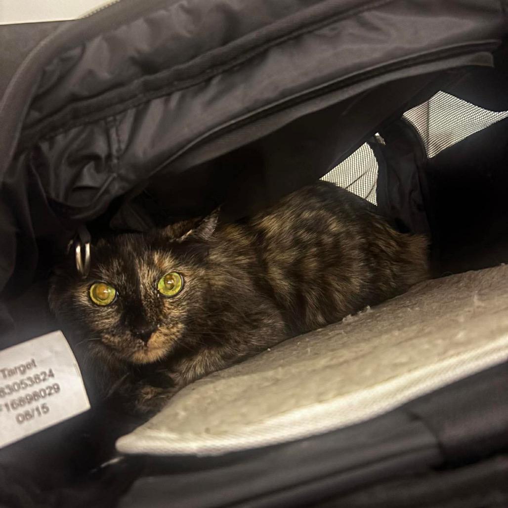 Jessica Rabbit, a Adoptable Domestic Medium Hair in Tampa, FL image 2/2