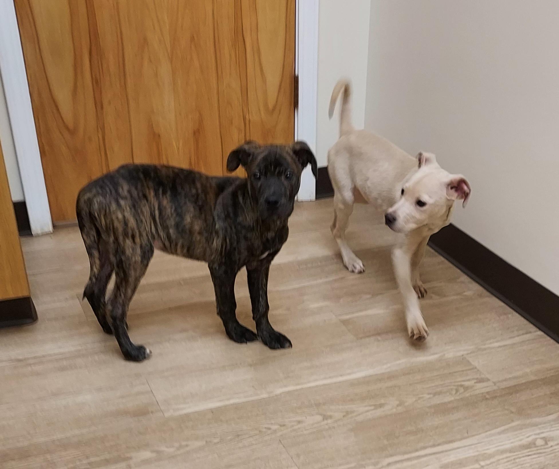 Enlarge Rory, a Adopted mixed breed in Ellijay, GA image 2/4