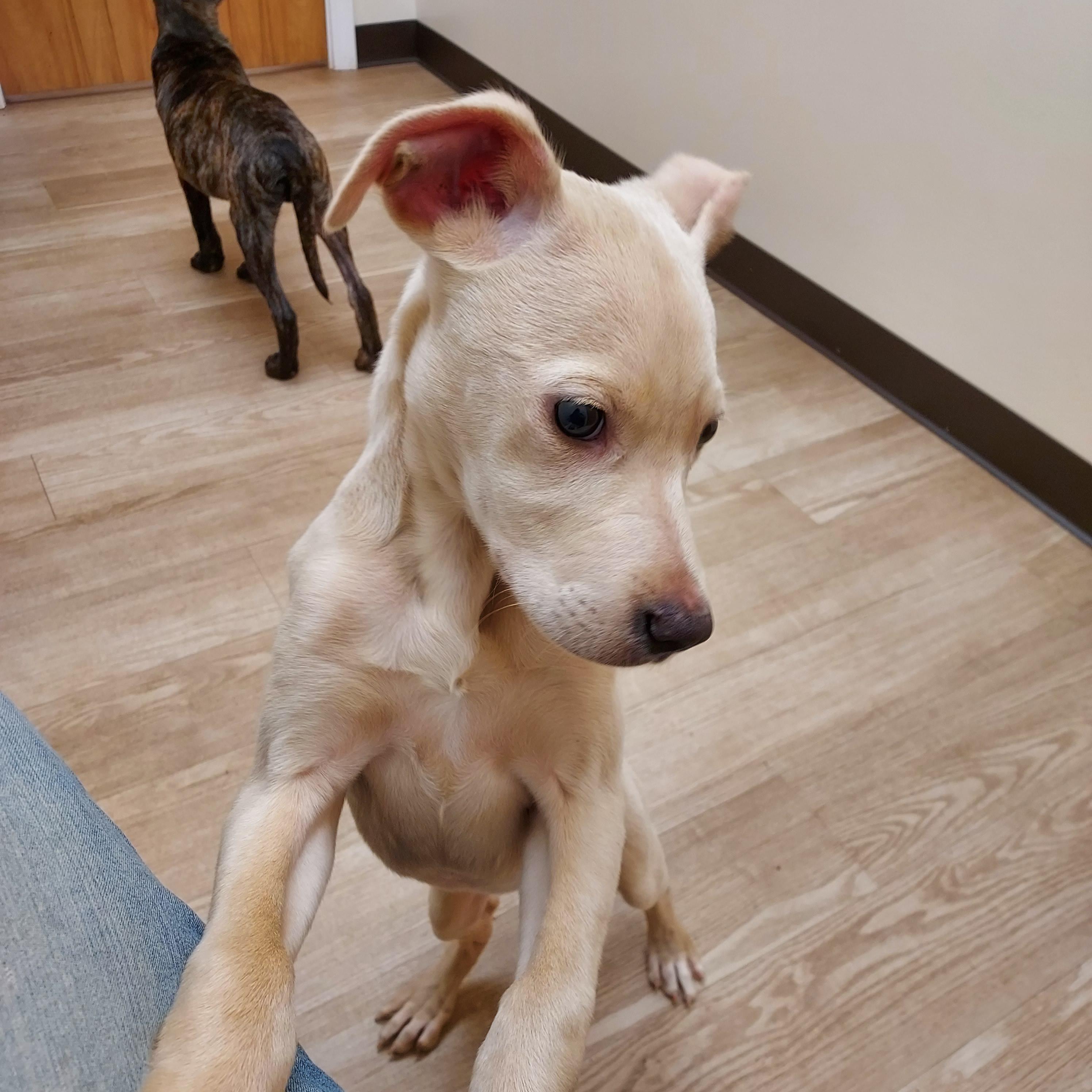 Enlarge Rory, a Adopted mixed breed in Ellijay, GA image 3/4