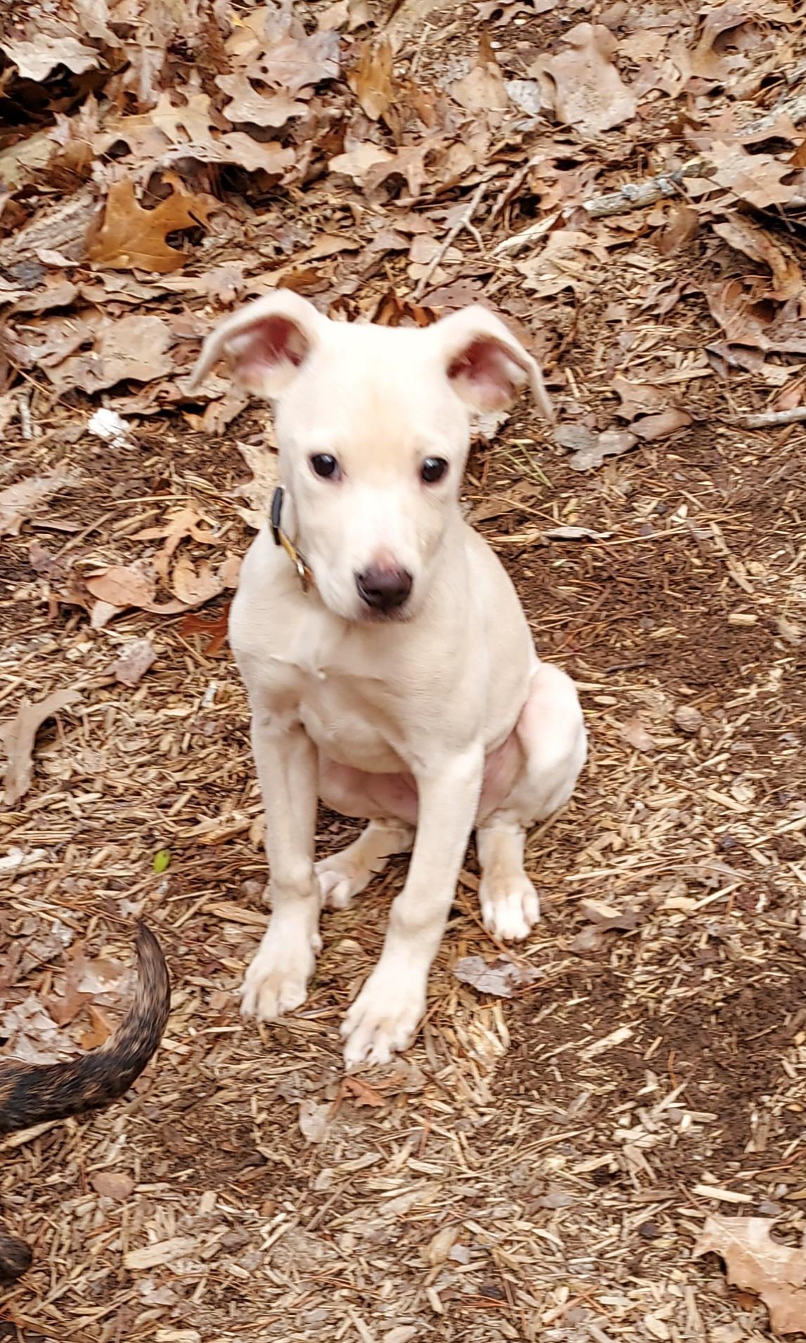 Rory, Adopted, Young Female Labrador Retriever & American Bully.