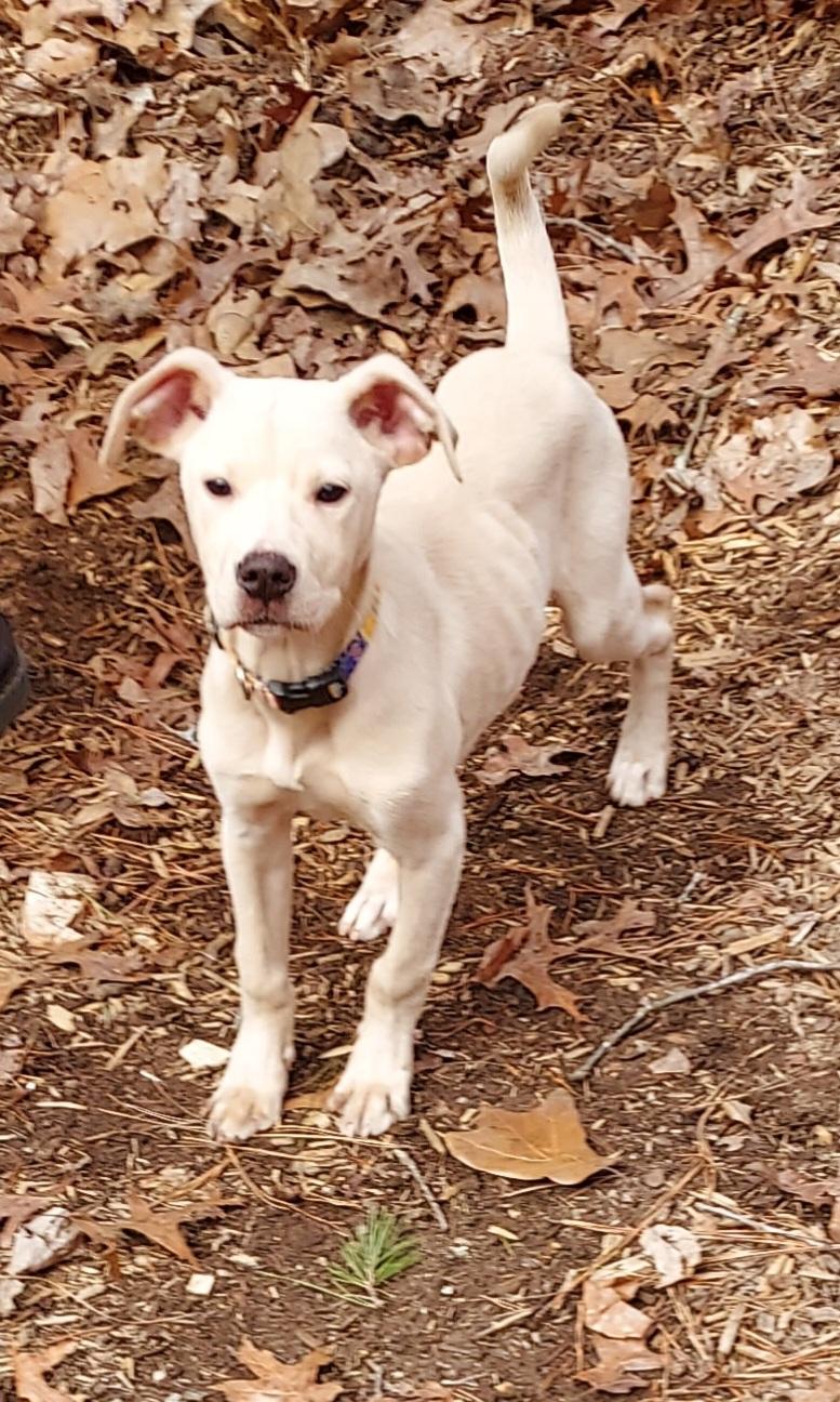 Enlarge Rory, a Adopted mixed breed in Ellijay, GA image 4/4