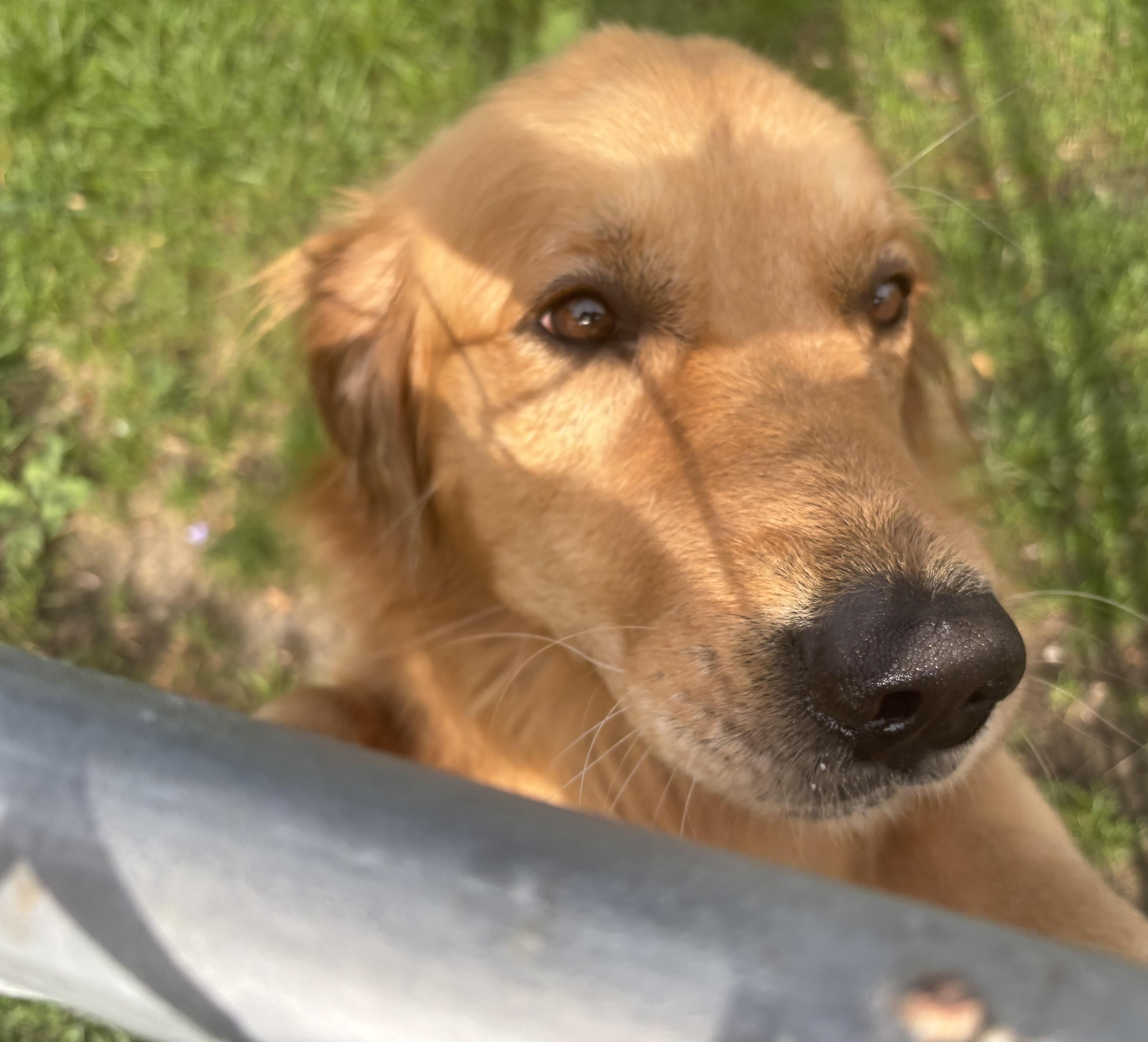 Enlarge SHADOW, a Adopted Golden Retriever in Latham, NY image 1/4
