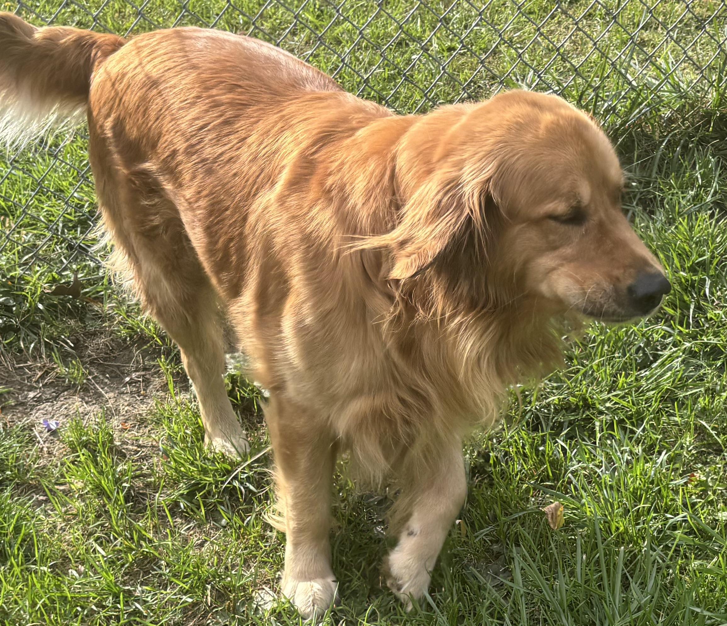 SHADOW, Adopted, Adult Male Golden Retriever.