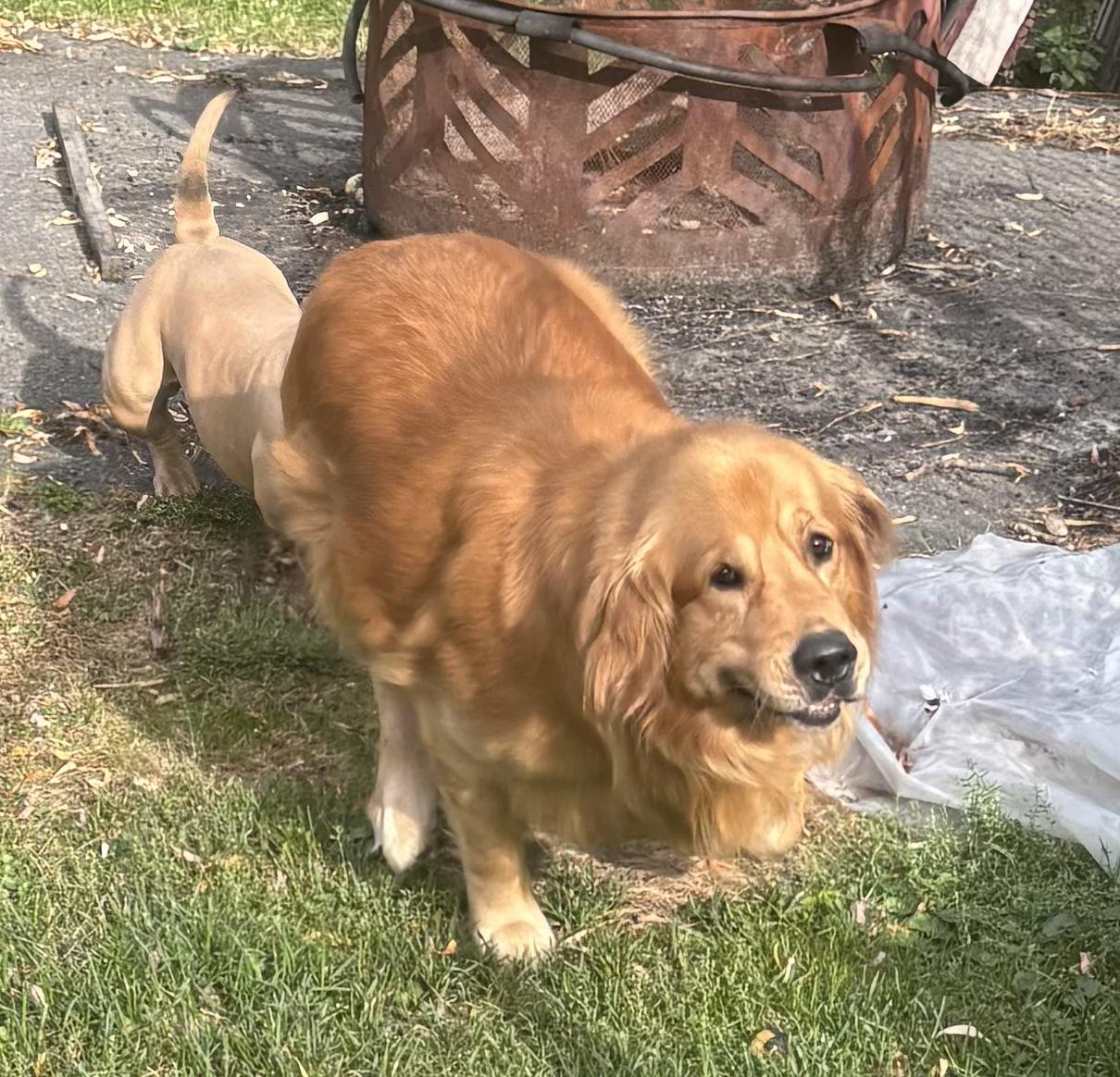 Enlarge SHADOW, a Adopted Golden Retriever in Latham, NY image 3/4