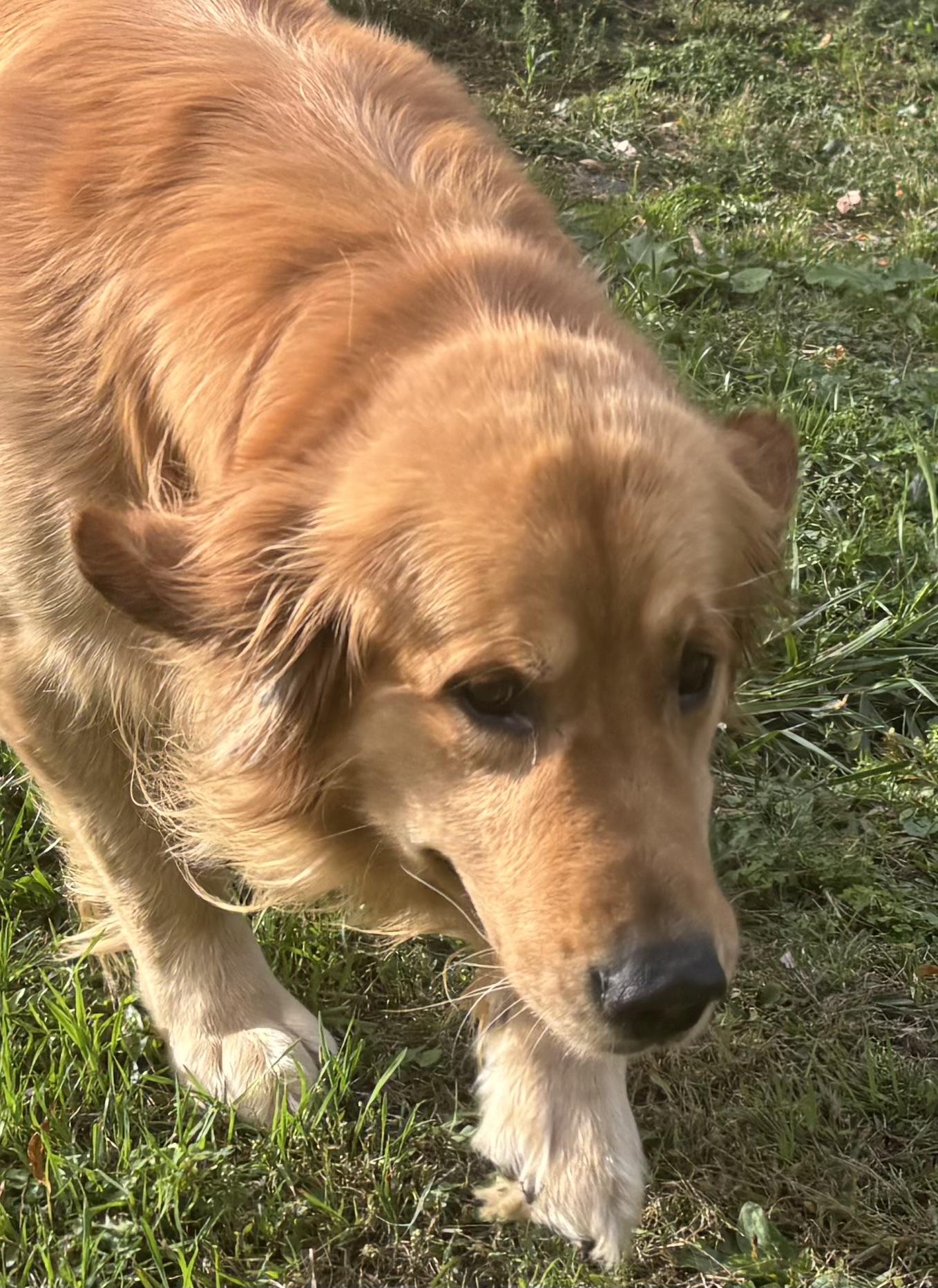 Enlarge SHADOW, a Adopted Golden Retriever in Latham, NY image 4/4