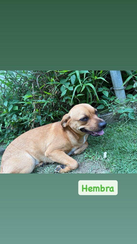 Honey, a Adoptable mixed breed in Naranjito, PR image 1/2