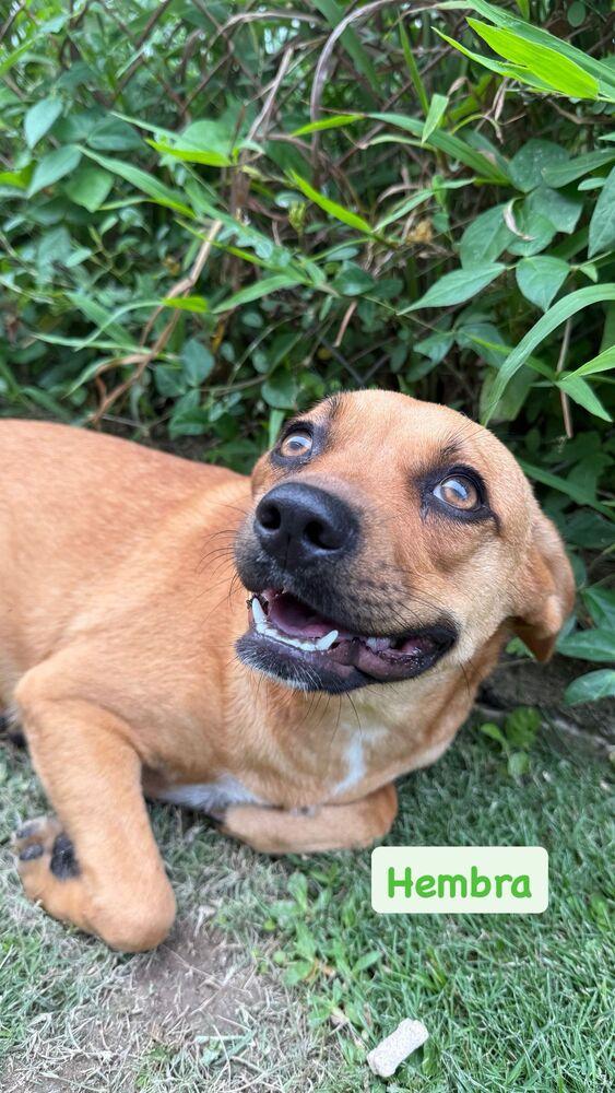 Honey, a Adoptable mixed breed in Naranjito, PR image 2/2