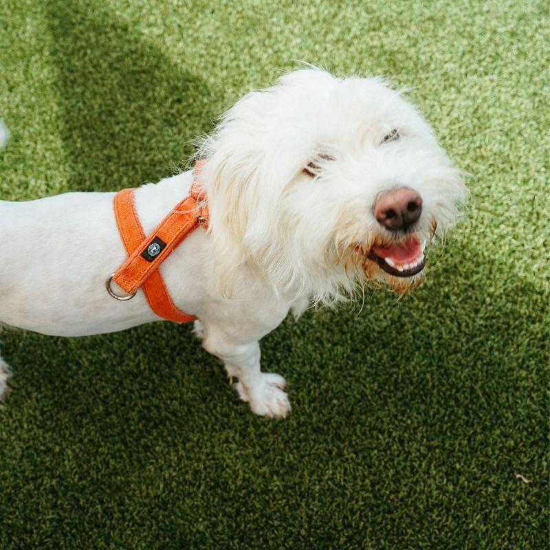 Enlarge Junebug, a ADOPTABLE mixed breed in Jackson, WY image 2/6
