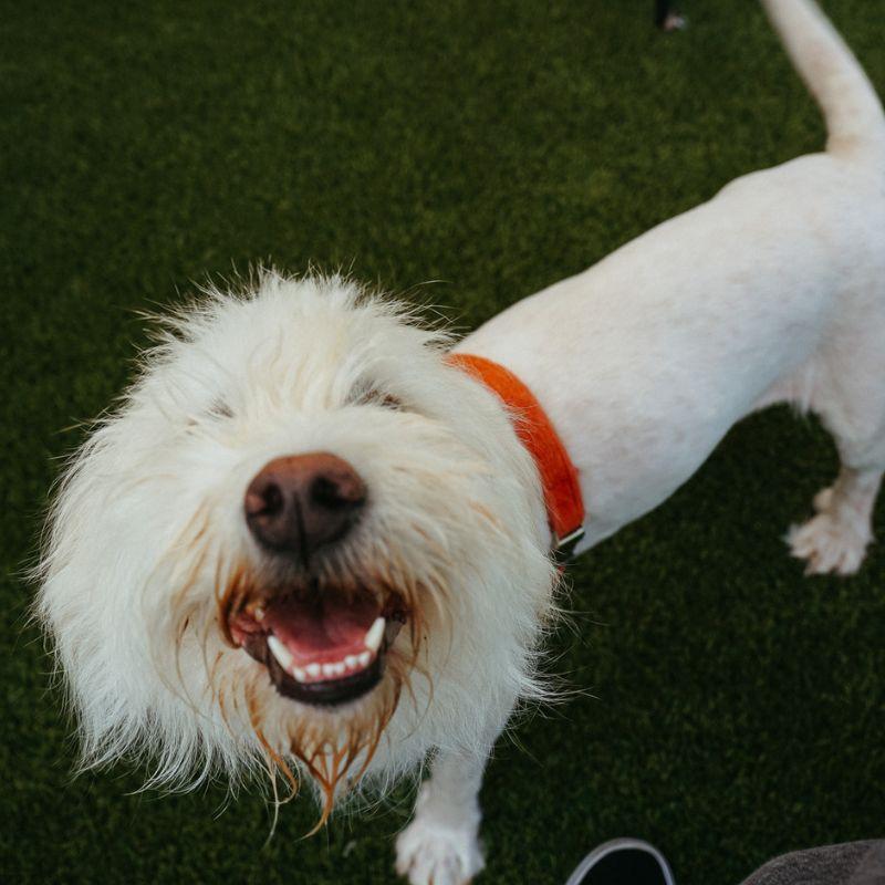 Enlarge Junebug, a ADOPTABLE mixed breed in Jackson, WY image 6/6