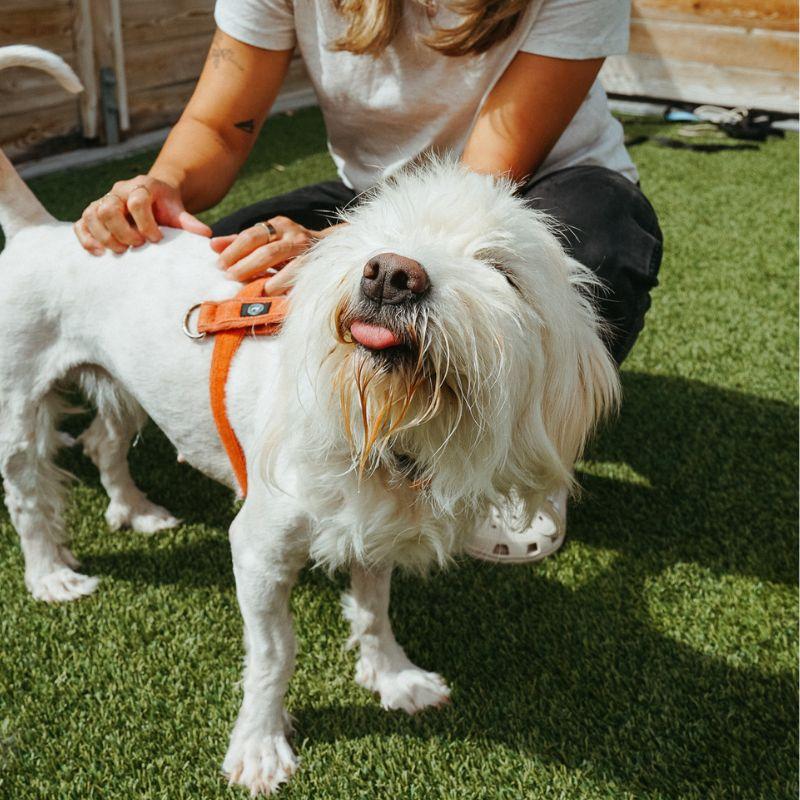 Enlarge Junebug, a ADOPTABLE mixed breed in Jackson, WY image 4/6