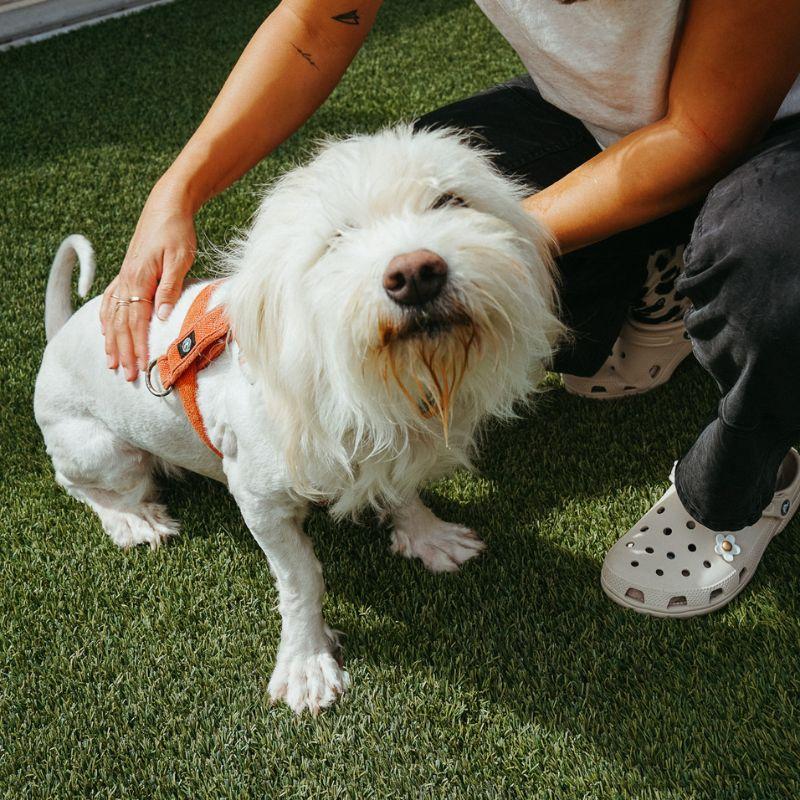 Enlarge Junebug, a ADOPTABLE mixed breed in Jackson, WY image 1/6