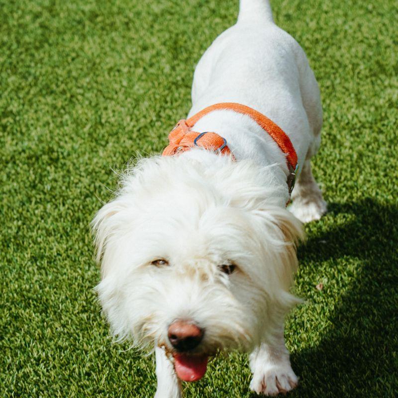 Enlarge Junebug, a ADOPTABLE mixed breed in Jackson, WY image 5/6