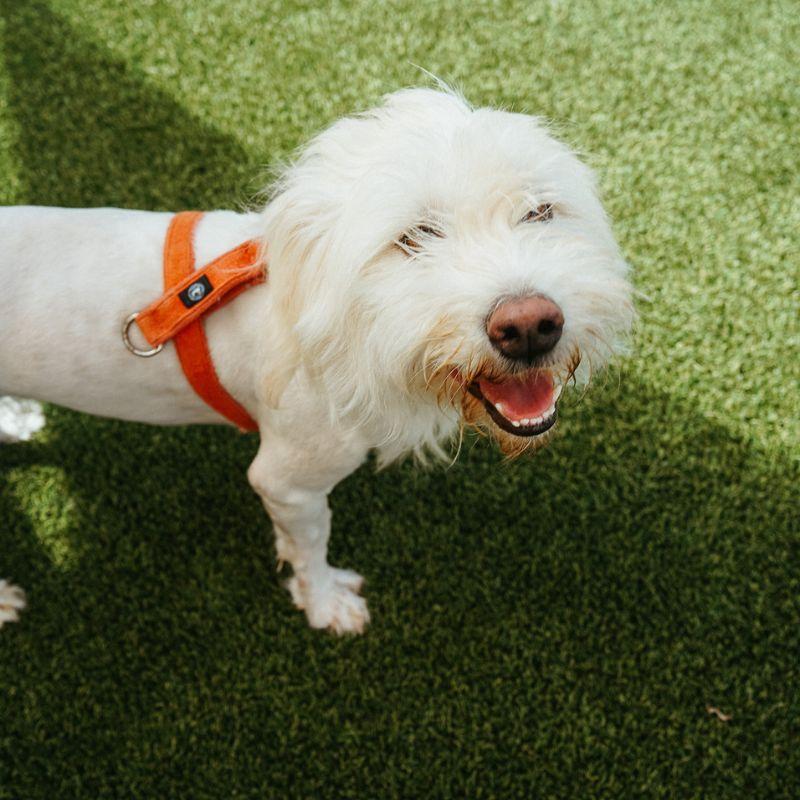 Enlarge Junebug, a ADOPTABLE mixed breed in Jackson, WY image 3/6
