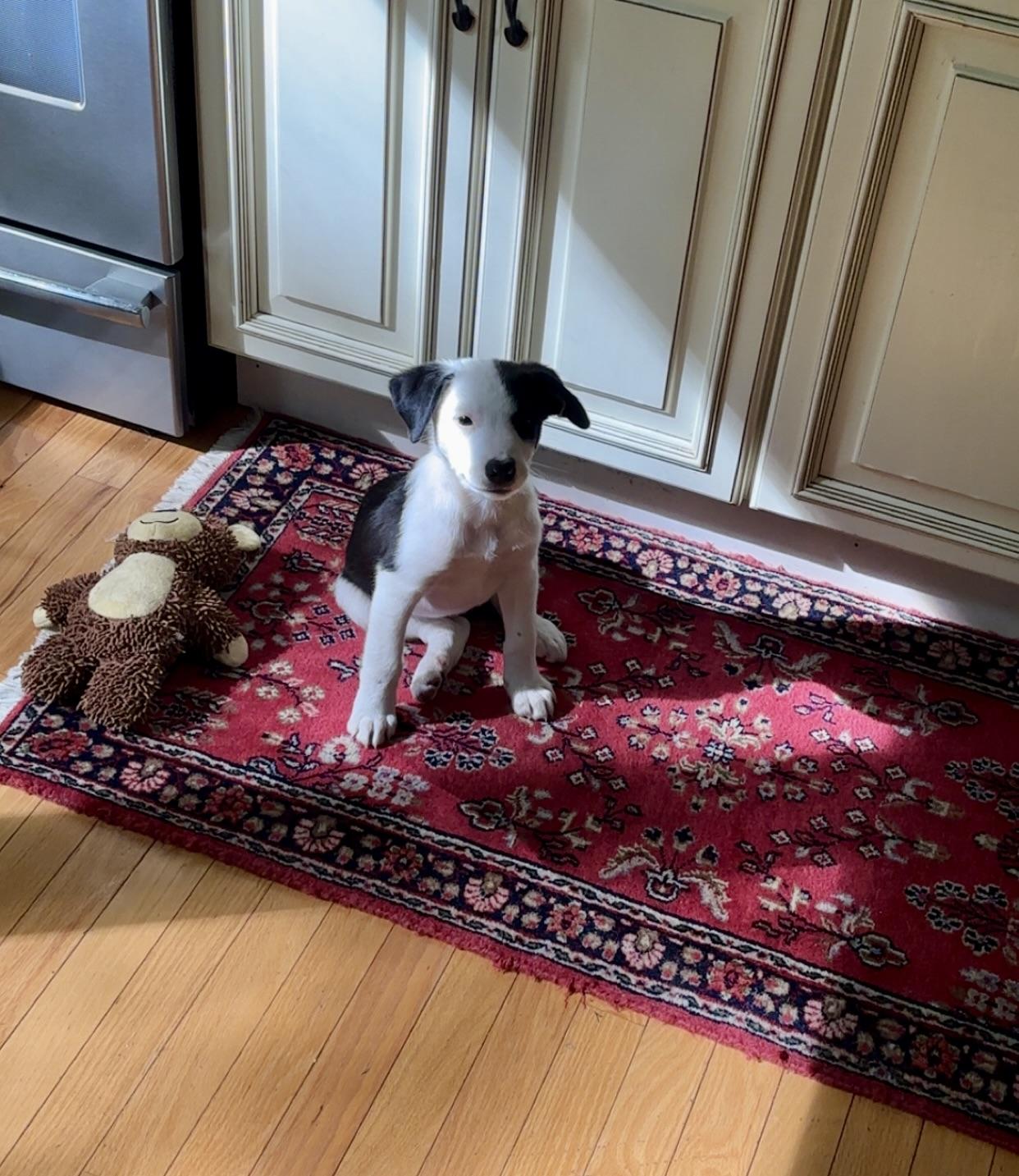 Enlarge Arlo has been Adopted, a Adoptable mixed breed in Randolph, NJ image 3/6