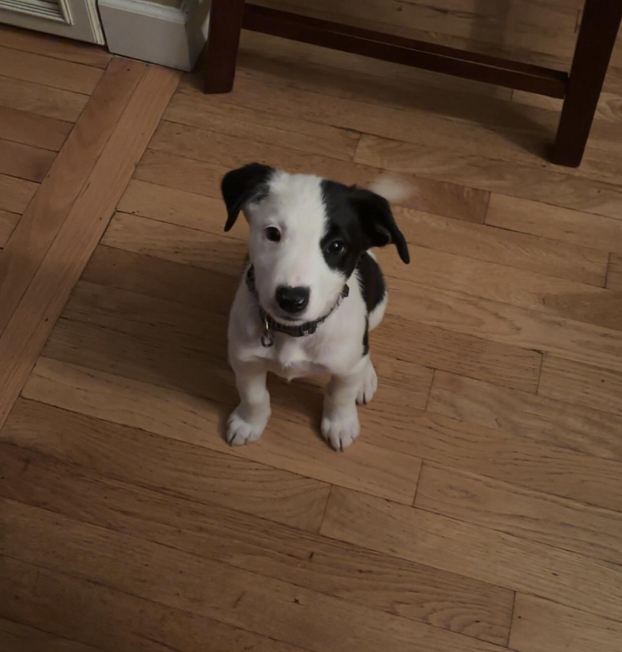 Enlarge Arlo has been Adopted, a Adoptable mixed breed in Randolph, NJ image 6/6