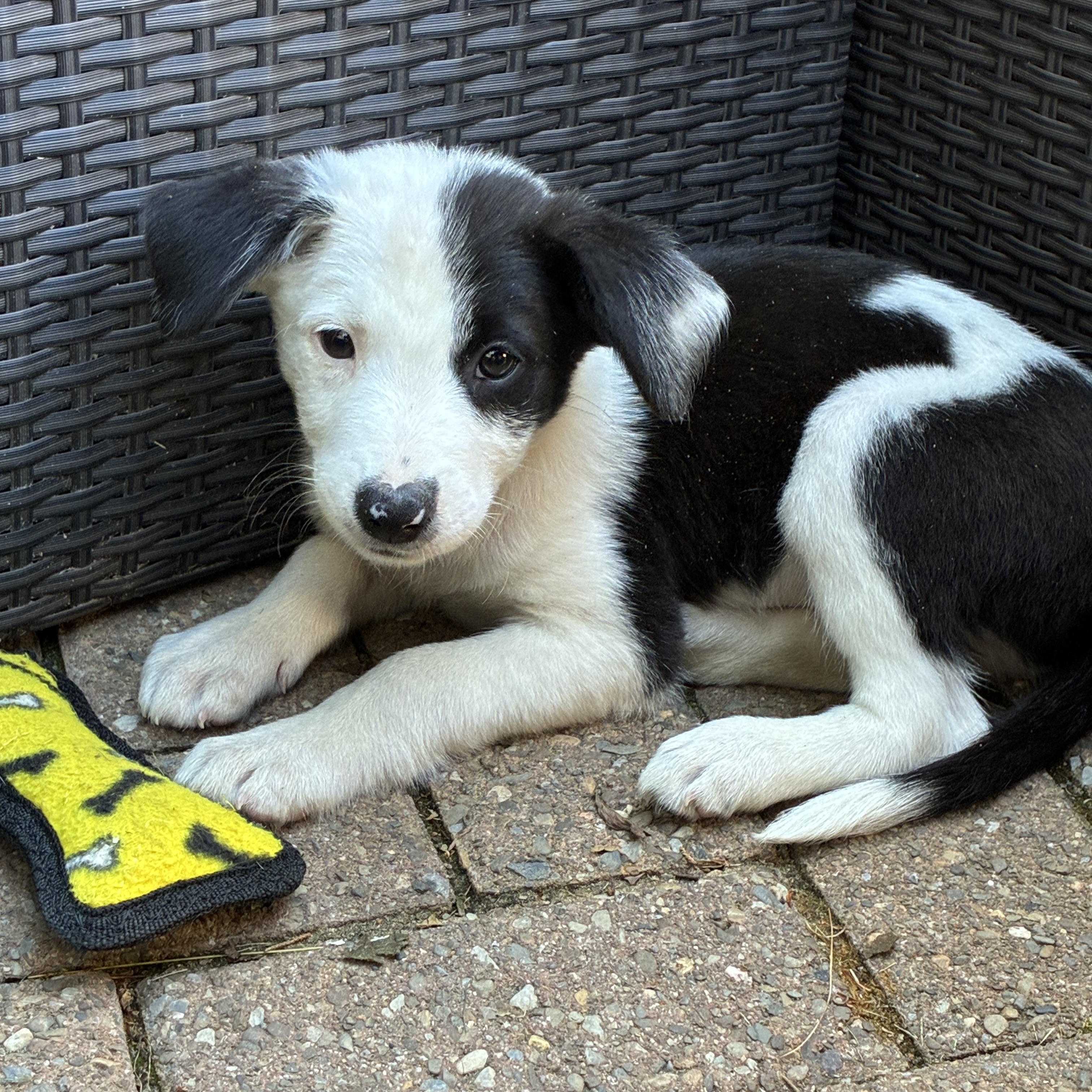 Enlarge Arlo has been Adopted, a Adoptable mixed breed in Randolph, NJ image 2/6