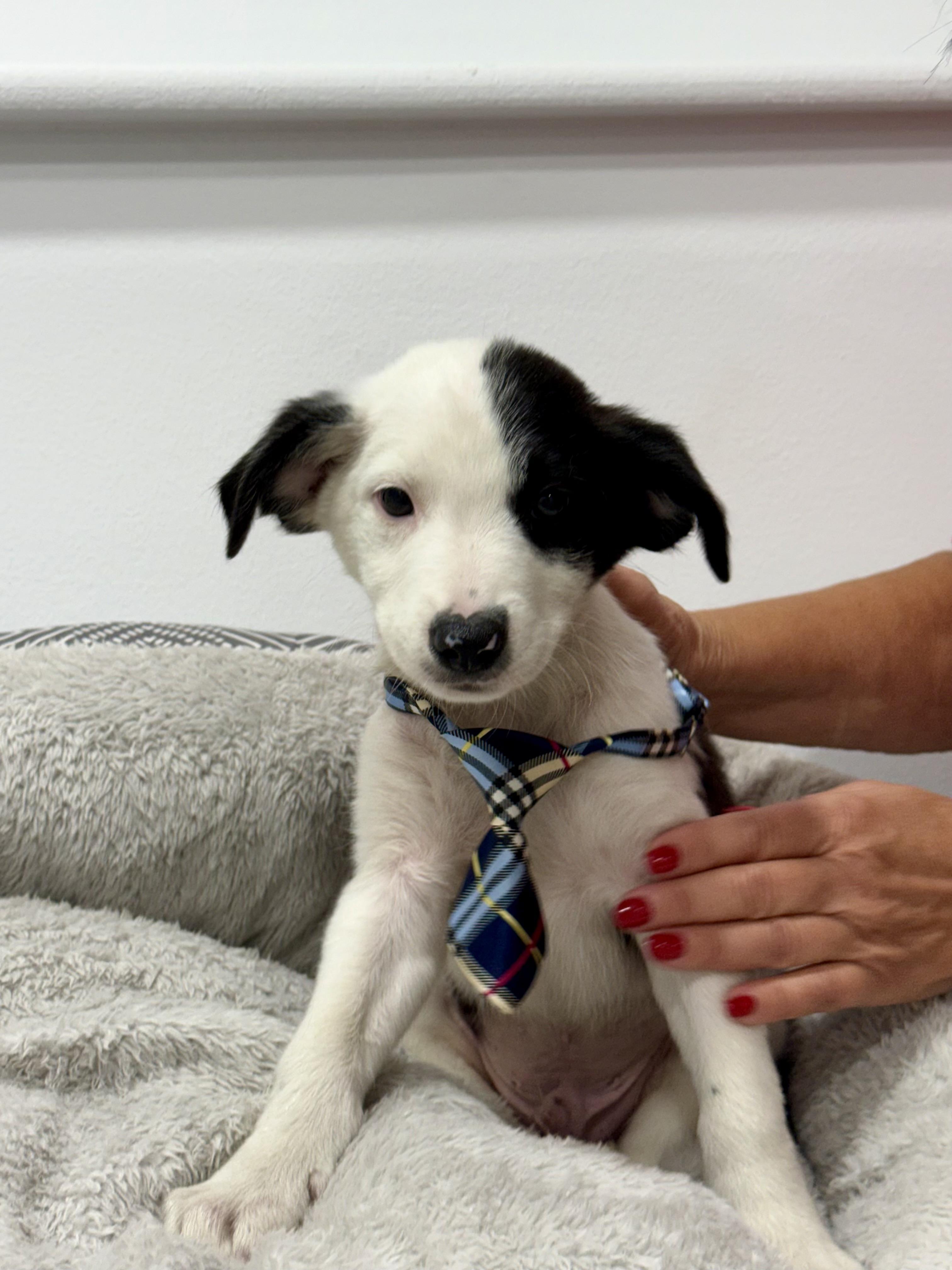 Enlarge Arlo has been Adopted, a Adoptable mixed breed in Randolph, NJ image 4/6