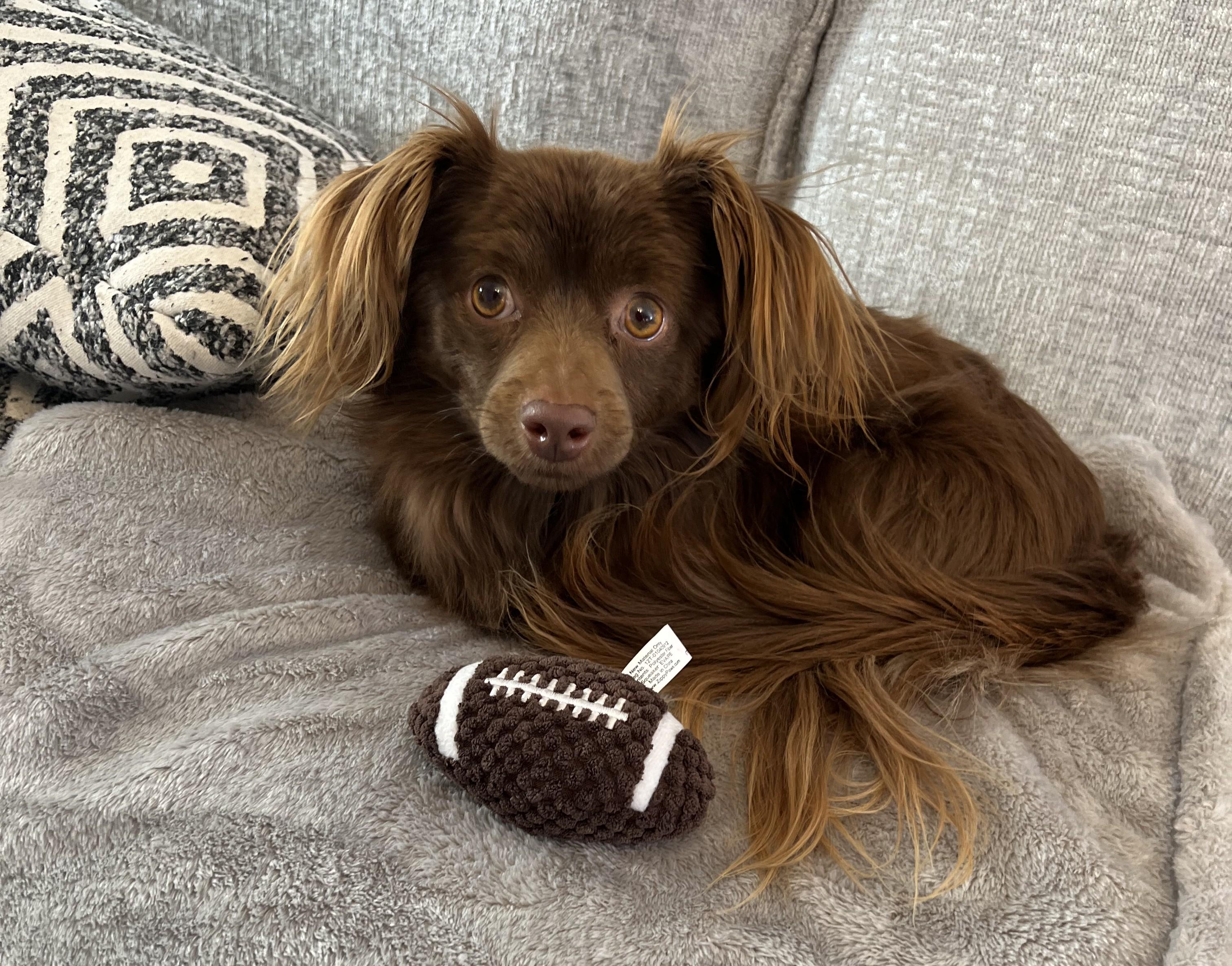 Teddy, ADOPTABLE, Adult Male Chihuahua & Dachshund (Long Haired).